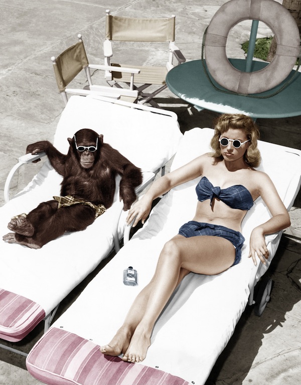 Lady and the Chimp