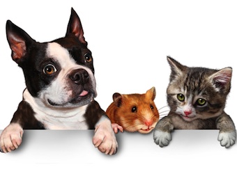 iiNet taps into your pet’s kinetic energy to power mobile broadband