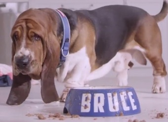 KCA pits paper towel against Bruce the Basset Hound in new brand platform for Viva