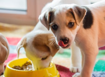 Mars increases market share in pet food by acquiring P&G’s unwanted brands