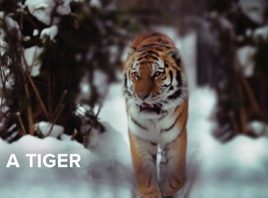 WWF challenges runners to race a tiger in new cause marketing campaign