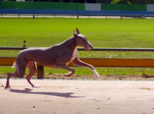 Branded parodies: ‘Fifty Shades of Greyhound’ and an Audi elevator scene