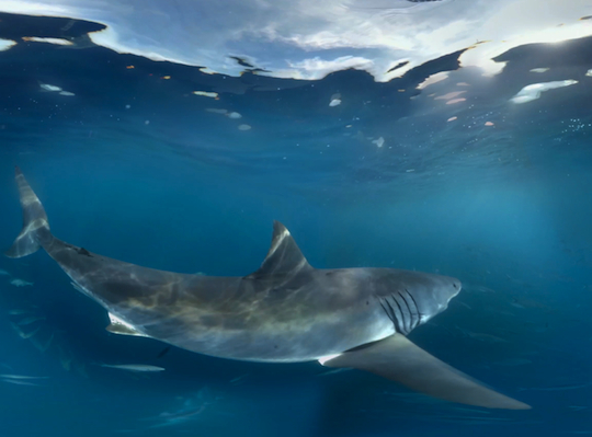 Samsung demos new virtual reality technology with 360-degree great white shark experience