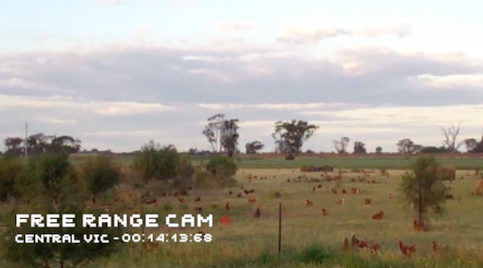Free range eggs brand takes transparency to another level with real-time video