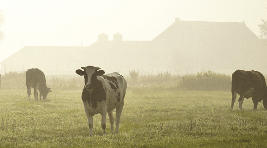 Sacred cows: The secret to A2 Milk’s success