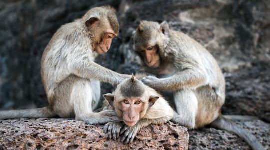 Mirror neurons and the science of influence