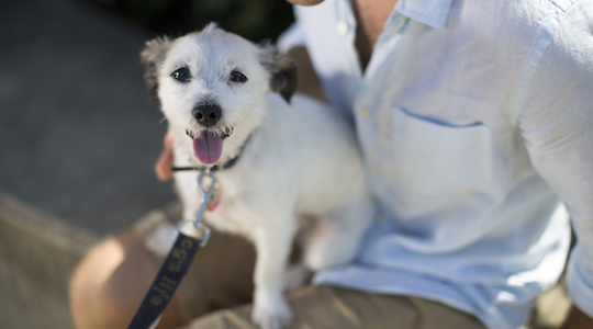 Furry friends: ‘Airbnb for pets’ start-up partners with retailer