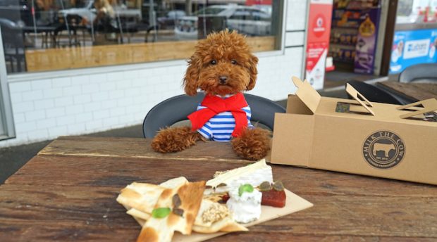 Talent agency for social influencer pets joins the pack