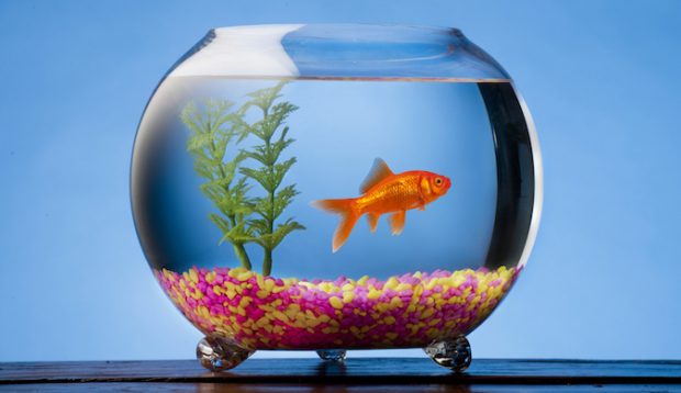 How storytelling can relieve the goldfish factor