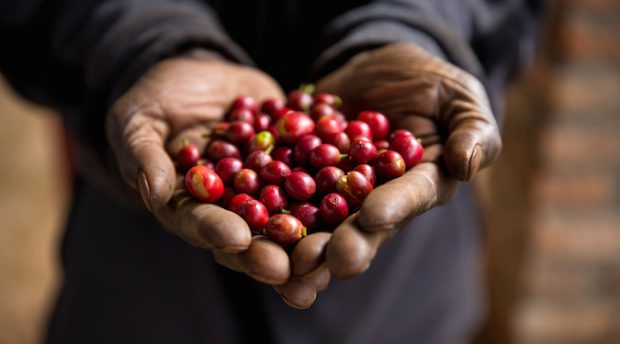 Starbucks makes a venti commitment to sustainable coffee traceability tech