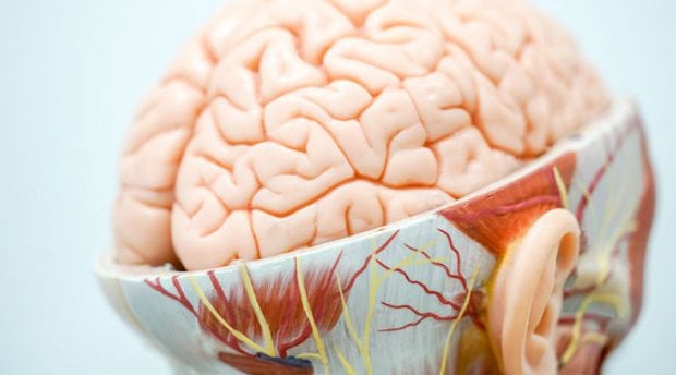 Dopamine, oxytocin and the brain: are relationships of trust purely chemical?