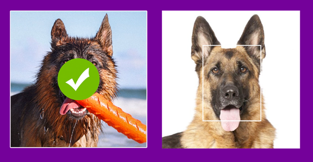PetRescue introduces #PetMe AI tool to help dogs get adopted nationwide