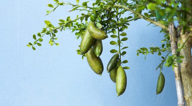 Cultural awareness and reflection through food