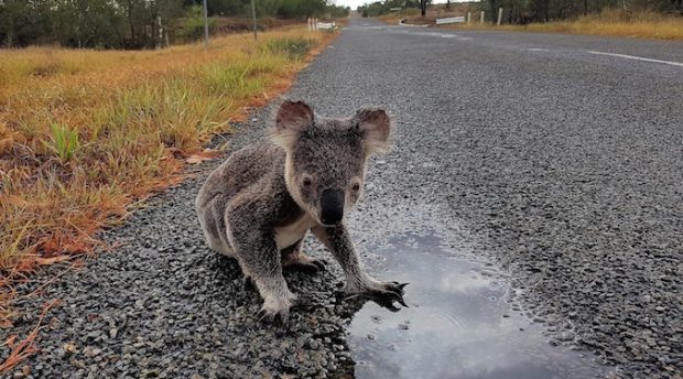 WWF Australia erects ‘Koala Museum’ to commemorate koala extinction