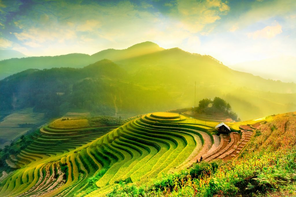 Shutterstock Green rice fields