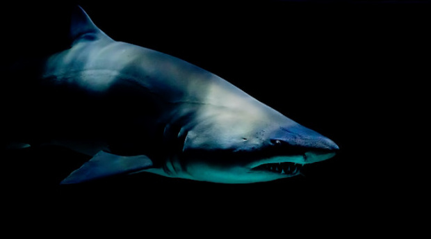 M&C Saatchi and National Geographic release brand funded documentary with Mick Fanning
