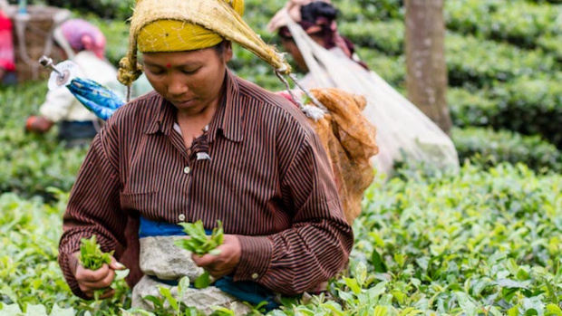 A sustainability transformation journey: Interview with Amy Smith (T2)