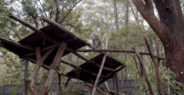 Episode four of the ‘Brand Summit Road Trip’: Port Macquarie Koala Hospital
