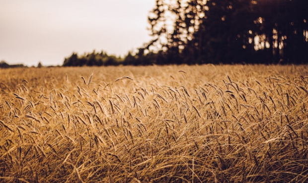 Growing grains