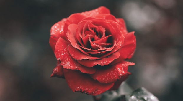 A virtual ‘International Rose Garden Festival’