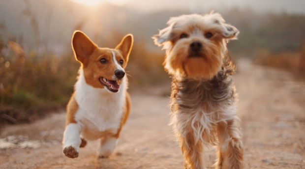 Slingshot has won Masterpet and Endeavour Consumer Health accounts