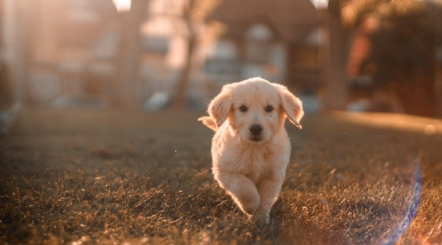 Why are everyone’s pets all of a sudden on Instagram?