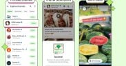 whatsapp advertising